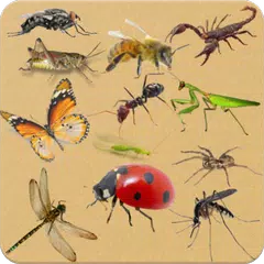 Insects - Learning Insects. Practice Test Sound APK Herunterladen