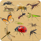 Insects - Learning Insects. Practice Test Sound icône