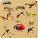 Insects - Learning Insects. Practice Test Sound-APK