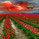 Tulip Flowers Live Wallpaper APK