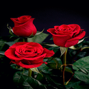 Valentine Red Roses LWP APK