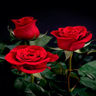 Valentine Red Roses LWP icône