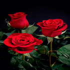 Valentine Red Roses LWP icon