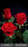 Valentine Red Roses LWP Affiche