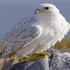 White Eagle Live Wallpaper أيقونة