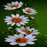 White Flowers Beauty LWP icône
