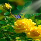 Yellow Rose Butterfly LWP icône