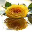 Yellow Rose Shine LWP