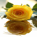 Yellow Rose Shine LWP APK
