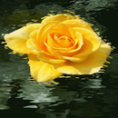 Yellow Rose Swing LWP APK