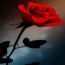 Abstract Red Rose LWP APK