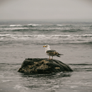 Alone Bird Live Wallpaper APK