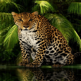 Angry Forest Leopard LWP icon