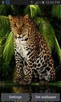 Angry Forest Leopard LWP پوسٹر