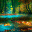 Beautiful Forest Live Wallpape APK