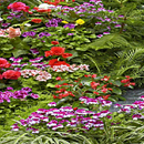 Beautiful Flowers LWP APK