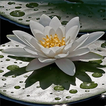 ”Beautiful Lotus Live Wallpaper