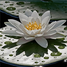 Beautiful Lotus Live Wallpaper أيقونة