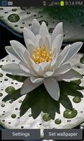 Beautiful Lotus Live Wallpaper Affiche