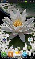 Beautiful Lotus Live Wallpaper Ekran Görüntüsü 1