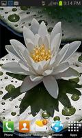 Beautiful Lotus Live Wallpaper تصوير الشاشة 2