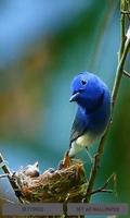 Poster Bird Childs Live Wallpaper