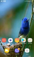 1 Schermata Bird Childs Live Wallpaper