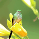 Bird On Flower LWP APK