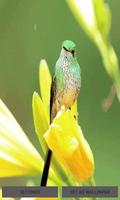 Bird On Flower LWP poster