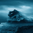 Black Cat In Rain LWP APK
