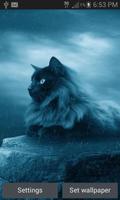 Black Cat In Rain LWP poster