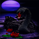 Black Swan Live Wallpaper APK