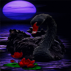 Black Swan Live Wallpaper أيقونة