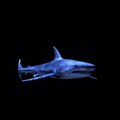 Blue Shark Live Wallpaper