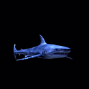 Blue Shark Live Wallpaper APK