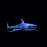 Blue Shark Live Wallpaper icône