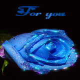 Blue Rose For You LWP icône