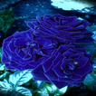 ”Blue Roses Live Wallpaper