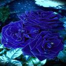 Blue Roses Live Wallpaper APK