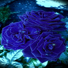 Blue Roses Live Wallpaper آئیکن