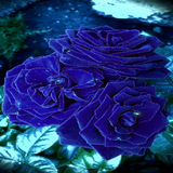 Blue Roses Live Wallpaper icône