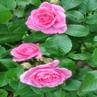 Icona Bright Pink Roses LWP