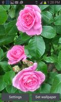 Bright Pink Roses LWP الملصق