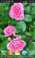 1 Schermata Bright Pink Roses LWP