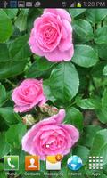 Bright Pink Roses LWP 截图 1