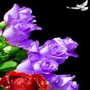 Color Changing Roses LWP APK