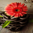 Cute Red Flower LWP APK