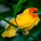 Cute Yellow Bird LWP icono