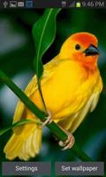 Cute Yellow Bird LWP poster