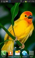 Cute Yellow Bird LWP captura de pantalla 1